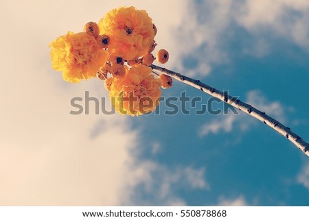 the blooming yellow flower and blue sky backgrounds