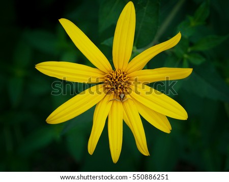 Jerusalem artichoke flower (sunchoke flower) is blooming to show its beautiful yellow color. Picture from Thailand country.