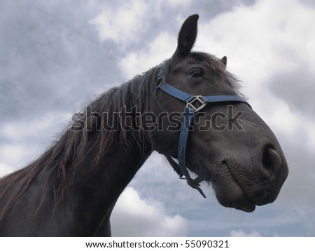 Head of a black Friesian horse with blue halter against a cloudy sky