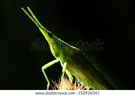 Silhouette picture of Grasshopper on cactus. Selective focus.
