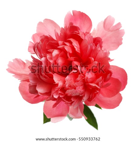 Flower rare salmon-colored peony isolated on white background. Royalty-Free Stock Photo #550933762