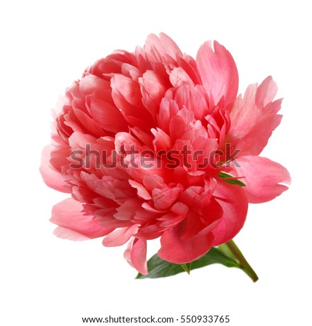 Flower rare salmon-colored peony isolated on white background. Royalty-Free Stock Photo #550933765