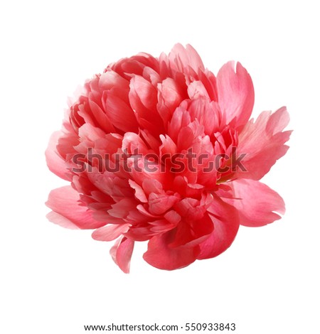 Flower rare salmon-colored peony isolated on white background. Royalty-Free Stock Photo #550933843