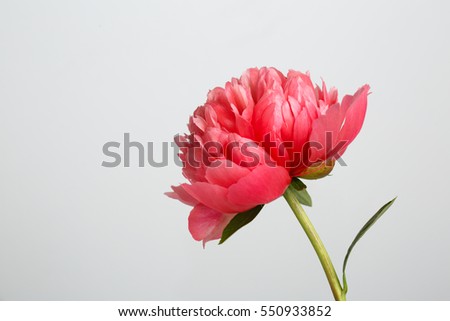 Flower rare salmon-colored peony isolated on gray background.