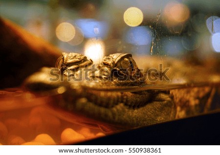 closeup baby Crocodile