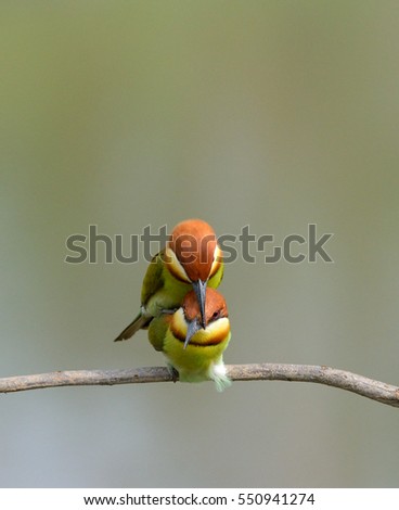 A couple of lovely Chestnut-headed bee-eater (Merops leschenaultia) with beautiful nature background. A cute lover birds for valentine's day.