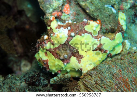 Clown Frogfish (Antennarius Maculatus, aka Warty Frogfish). Padang Bai, Bali, Indonesia