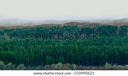 Pine forest panorama aerial view in saturated day light in Scotland at Loch Ness