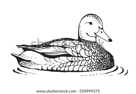 Duck illustration isolated on white background