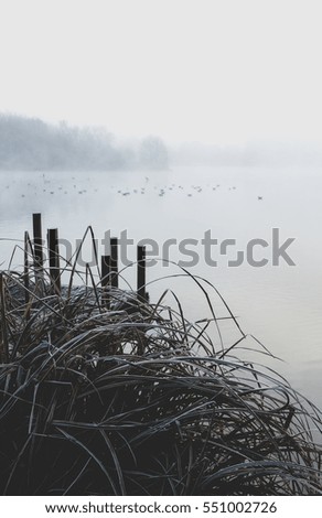Birds swimming in cold lake in misty fog weather. Shot from platform. Pegs on first plan