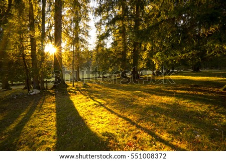 Forest in Switzerland with rays of sun and long shadows