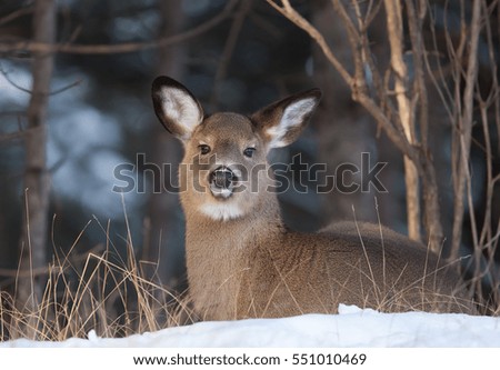 White-tailed deer doe resting in the winter snow in Canada