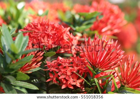 Red ixora closed up image in the garden