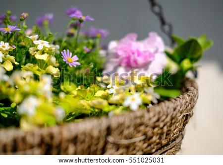 Isolated hanging basket shows a variety of pretty flowers as seen in early summer.