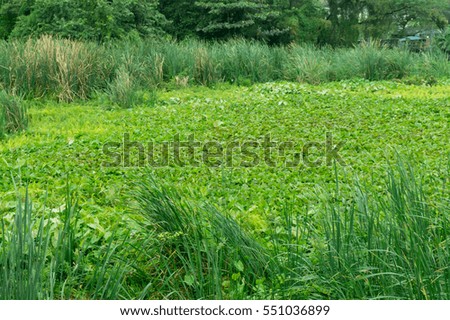 Water Hyacinth in the canal 