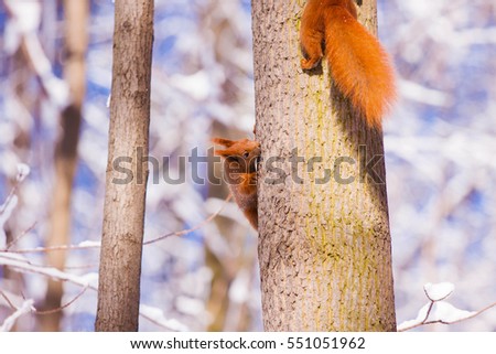 Pair of cute little red eurasian squirrel in snowy park Lazienki, Warsaw, after heavy snow fall, Poland