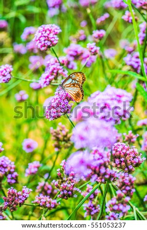 Verbena flowers with butterfly in Thai, Thailand.