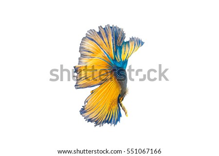 Colorful Halfmoon Male Betta Splendens fish (Siamese fighting fish) isolated on white