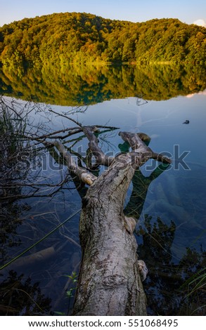 Tree in extremely clear blue water in a lake in Plitvice national park, Croatia. Trees and hills in the background