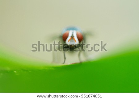 flies blur background