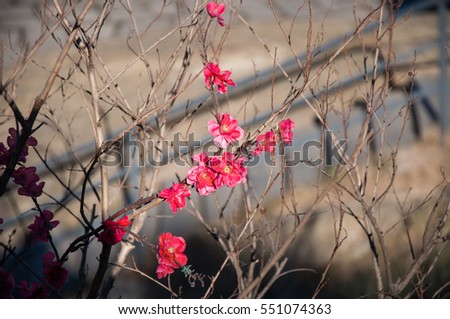 red flower in winter