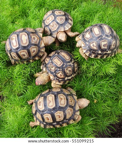 Group of Baby Leopard tortoise walking slowly and sunbathe on ground with his protective shell ,cute animal pictures make you smile