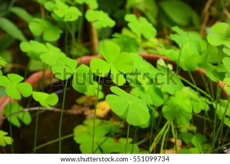 Green water clover leaves.