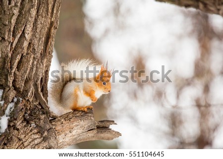 Sciurus vulgaris. Squirrel sitting on tree in winter
