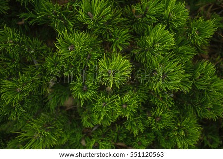 Scandinavian spruce background