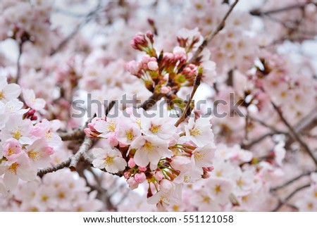 Cherry blossoms season in Japan. Typical cherry blossoms called "someiyoshino". Royalty-Free Stock Photo #551121058
