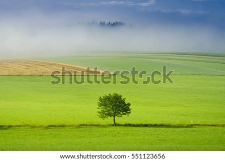 Beautiful green tree on morning meadow with fog and trees in background. Original wallpaper from spring morning. With space for your montage.