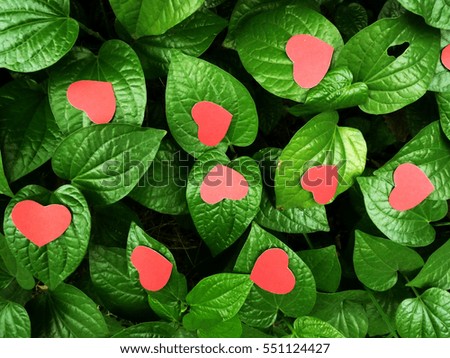 valentine day red heart on the betel leaf in garden.card for holiday