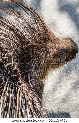 Crested porcupine closeup - Hystrix cristata