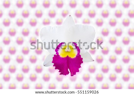 Seamless orchid flower, plant pattern background. Hawaiian, californian, florida summer style
