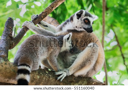 Ring-tailed lemur (Lemur catta) breastfeeding in a zoo.