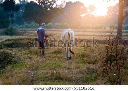 Young men were selected out of oxen in a field at dawn, beautifully natural.