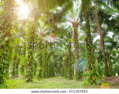 palm tree farm with Lens Flare or sunspot