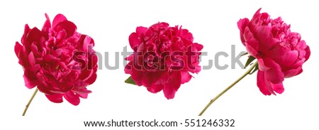 red peony flower. Isolated on white background