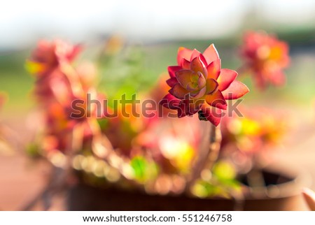 succulent red plant flower close-up outdoor