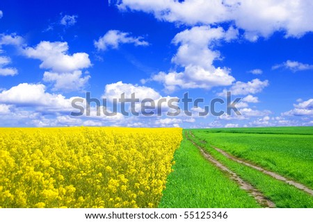 Spring landscape. Picture of oilseed rapeseed on field and blue sky.
