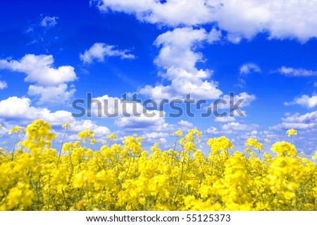 Spring landscape. Picture of oilseed rapeseed on field and blue sky.