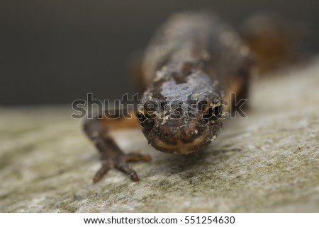 Close-up of a smooth newt, also known as the common newt (Lissotriton vulgaris; formerly Triturus vulgaris) walking on a rock.