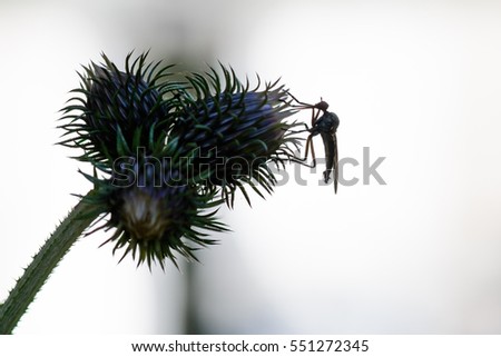 Background with thistle and insect in black and white. Insect over thistle  - isolated and black silhouette macro.