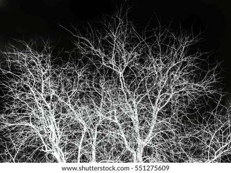 tree branches on a white background inversion