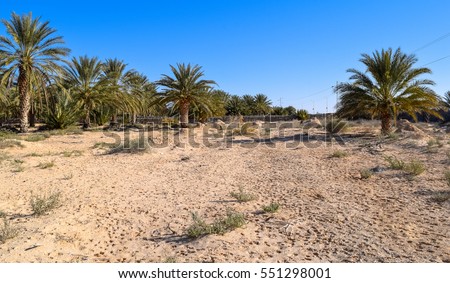Phoenix dactylifera (date palm) plantation. Northern Africa