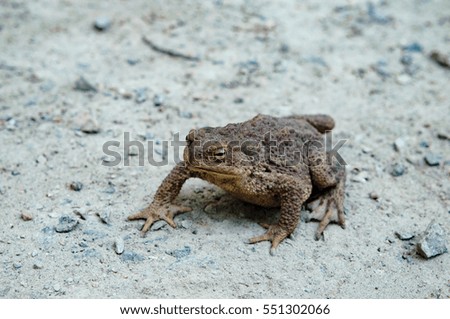 Big Old Toad crawl on ground