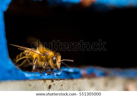 Hives in an apiary with bee