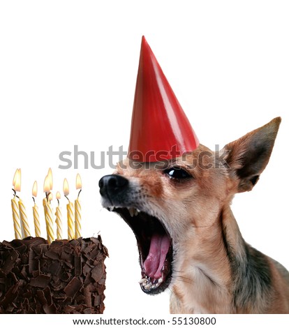 a chihuahua blowing out candles on a piece of cake