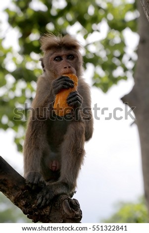 Sri Lanka Monkey sitting on the tree, eating peace of mango in wild