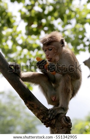 Sri Lanka Monkey sitting on the tree, eating peace of mango in wild